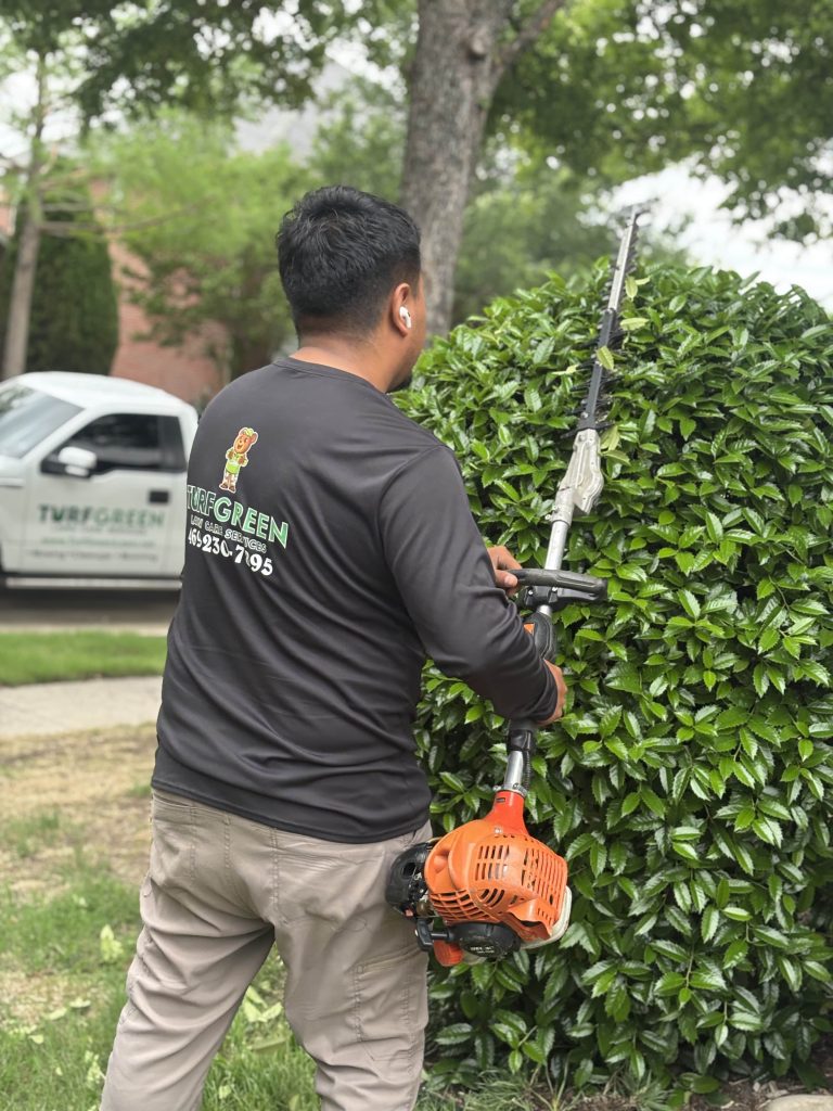 Shrub trimming